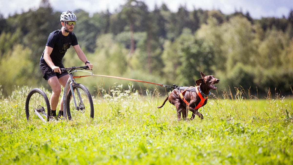 Dog pulling a non-powered scooter through grass while a helmeted rider holds the handlebars