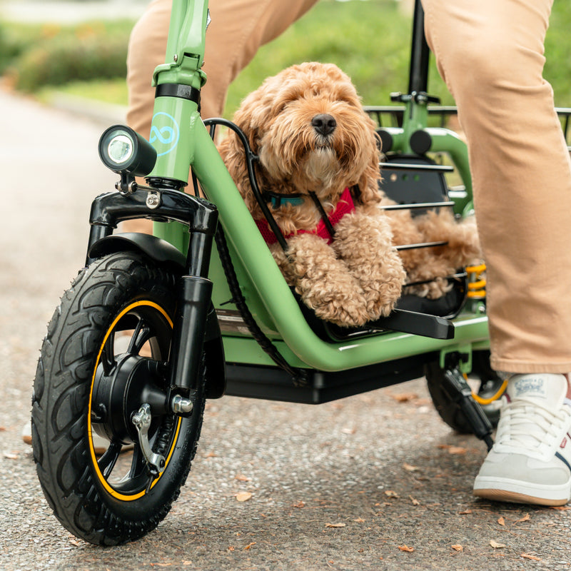Folding Electric Scooter C1pro with a dog sitting in the basket 