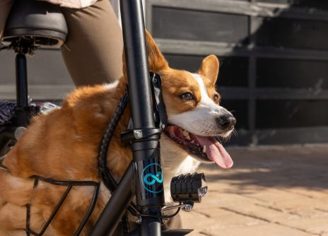 Dog in a electric scooter basket with a blurred background