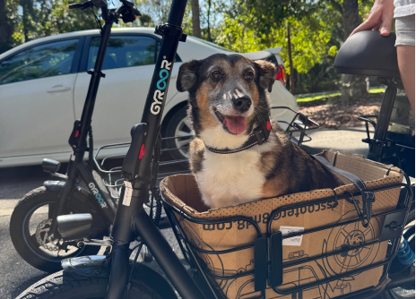 Dog sitting in a bicycle basket with a Gyroor electric scooter in the background